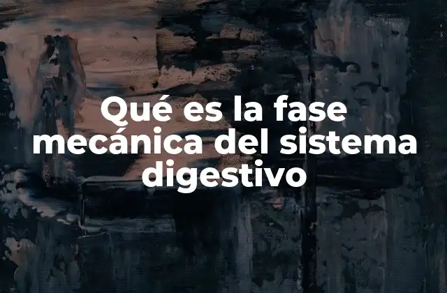 Qué es la Fase Mecánica Del Sistema Digestivo