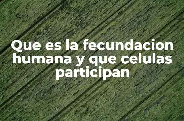 Que es la Fecundacion Humana y que Celulas Participan