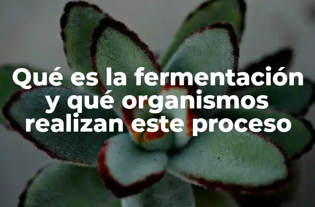 Qué es la Fermentación y Qué Organismos Realizan Este Proceso