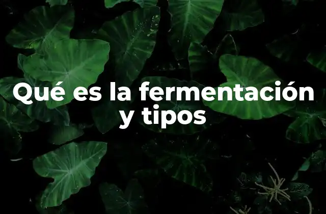 Qué es la Fermentación y Tipos