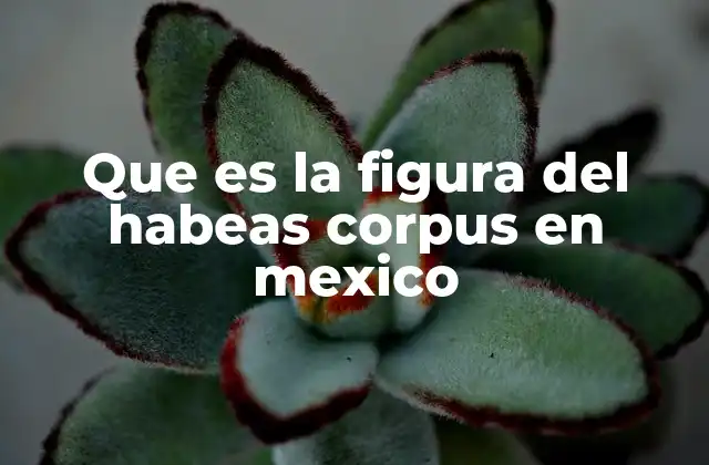 Que es la Figura Del Habeas Corpus en Mexico