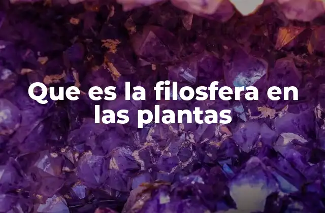 Que es la Filosfera en las Plantas