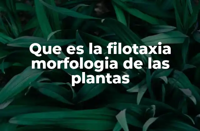Que es la Filotaxia Morfologia de las Plantas