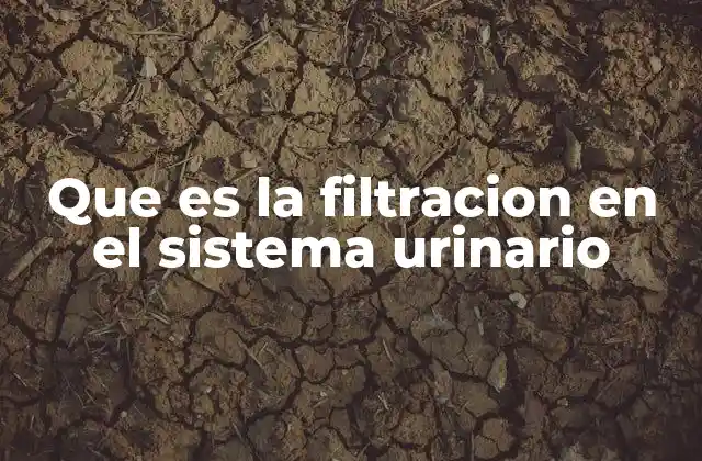 Que es la Filtracion en el Sistema Urinario