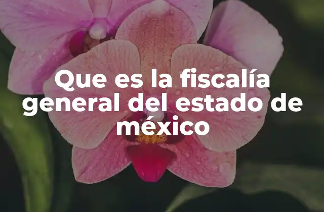 Que es la Fiscalía General Del Estado de México 2 El papel de la fiscalía en la justicia penal mexicana