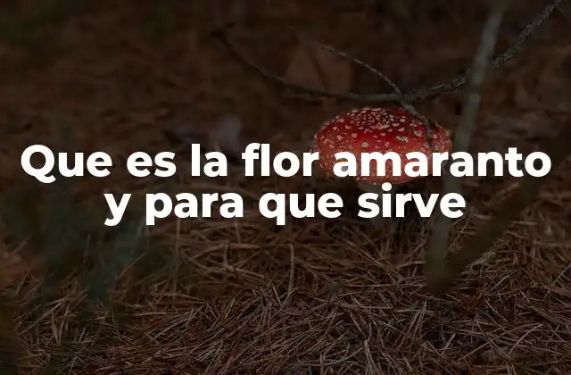 Que es la Flor Amaranto y para que Sirve