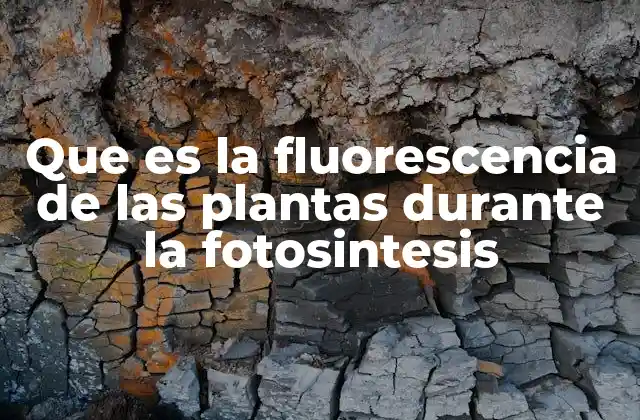 Que es la Fluorescencia de las Plantas durante la Fotosintesis