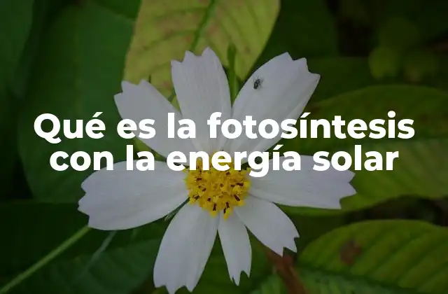 Qué es la Fotosíntesis con la Energía Solar