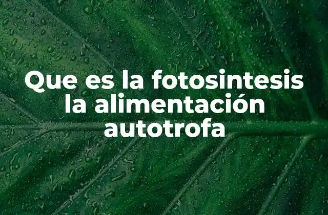 Cómo funciona la fotosíntesis y su importancia en los ecosistemas