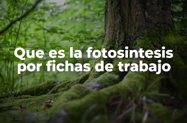 Que es la Fotosintesis por Fichas de Trabajo