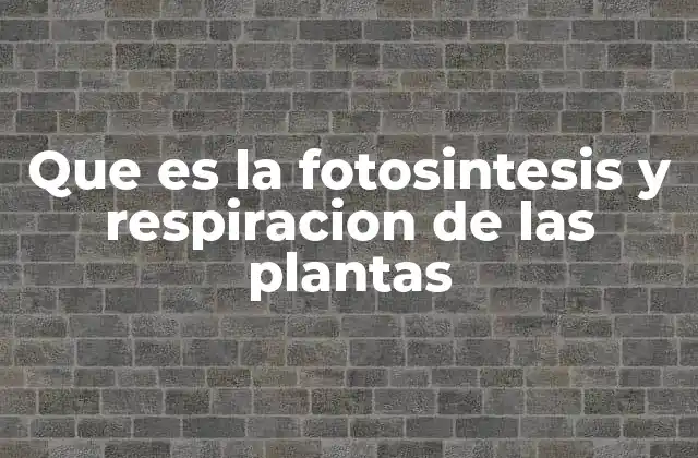 Que es la Fotosintesis y Respiracion de las Plantas
