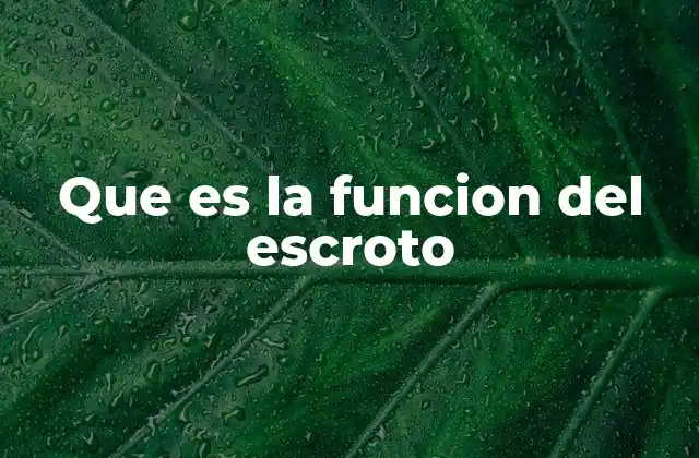Que es la Funcion Del Escroto