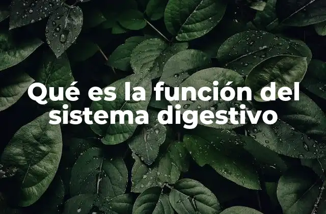 Qué es la Función Del Sistema Digestivo
