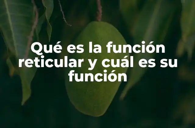 Qué es la Función Reticular y Cuál es Su Función