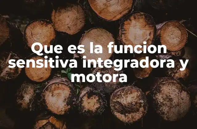 Que es la Funcion Sensitiva Integradora y Motora 2 El funcionamiento conjunto de las tres funciones en el sistema nervioso
