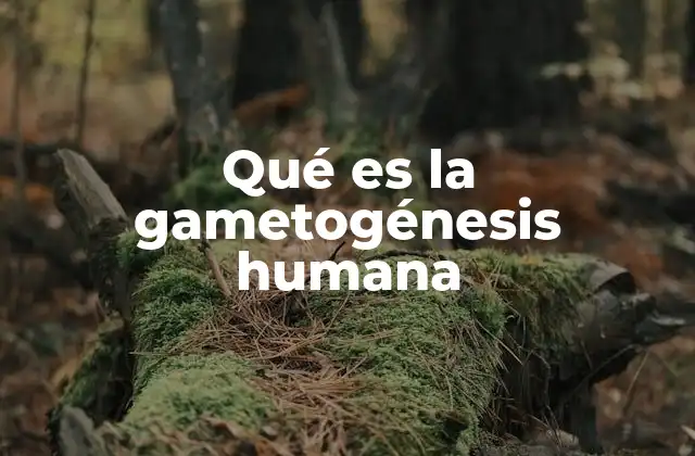 Qué es la Gametogénesis Humana