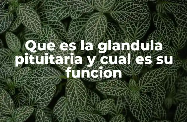 Que es la Glandula Pituitaria y Cual es Su Funcion