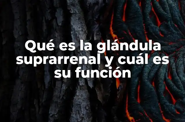 Qué es la Glándula Suprarrenal y Cuál es Su Función