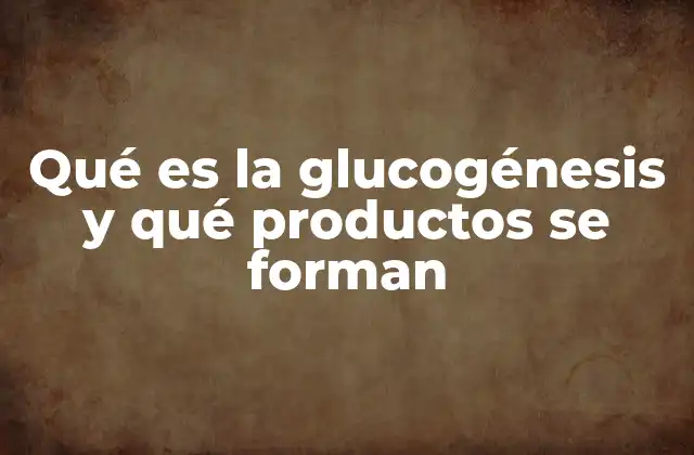 Qué es la Glucogénesis y Qué Productos Se Forman