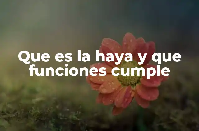 Que es la Haya y que Funciones Cumple