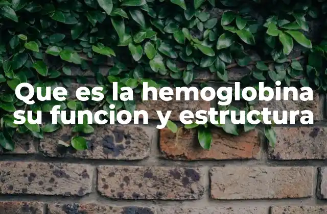 Que es la Hemoglobina Su Funcion y Estructura