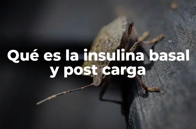Qué es la Insulina Basal y Post Carga