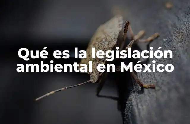 El marco legal que respalda la protección del medio ambiente