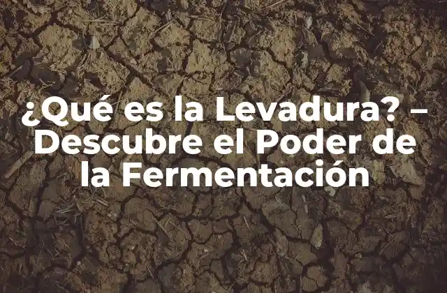 ¿qué es la Levadura? – Descubre el Poder de la Fermentación