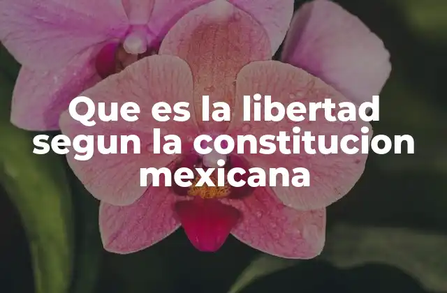 Que es la Libertad Segun la Constitucion Mexicana 2 El marco legal de los derechos fundamentales en México