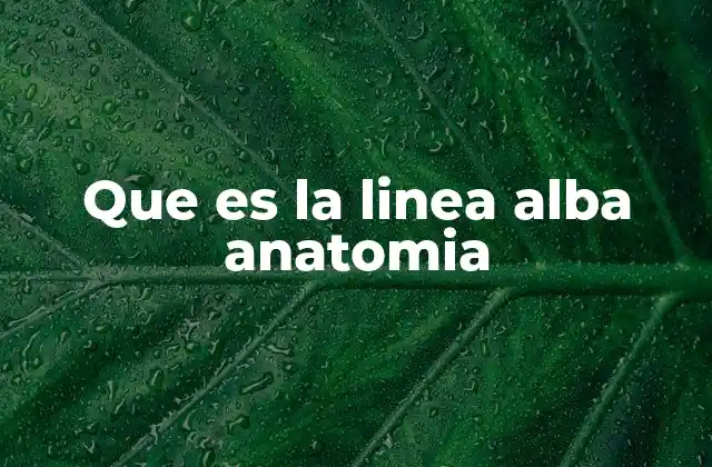 La importancia estructural de la pared abdominal