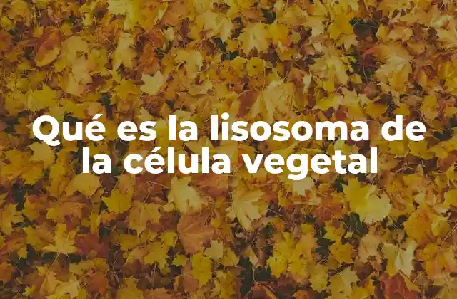 Qué es la Lisosoma de la Célula Vegetal 2 La función de la lisosoma en el metabolismo celular