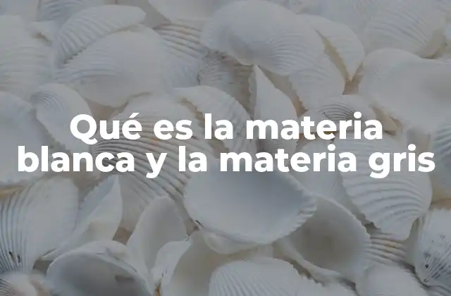 Qué es la Materia Blanca y la Materia Gris