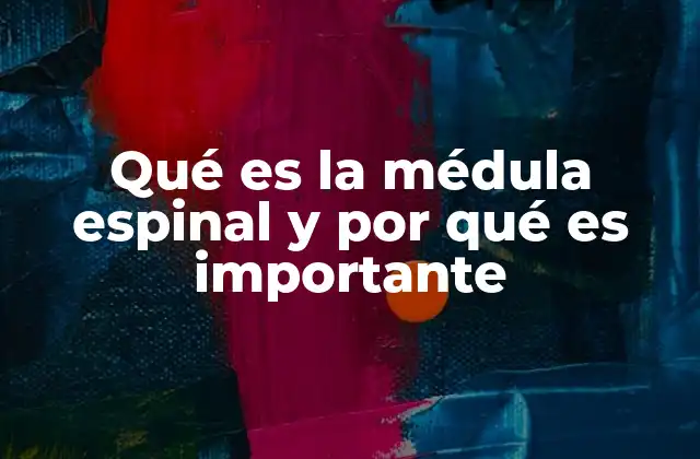 Qué es la Médula Espinal y por Qué es Importante