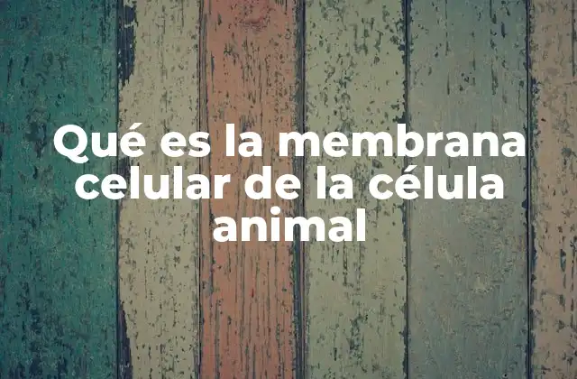 Qué es la Membrana Celular de la Célula Animal 2 Estructura y componentes de la membrana celular