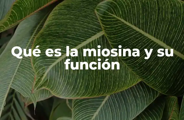 El papel de la miosina en la dinámica muscular