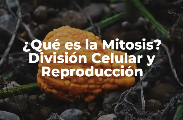 ¿qué es la Mitosis? División Celular y Reproducción 2 Fases de la Mitosis