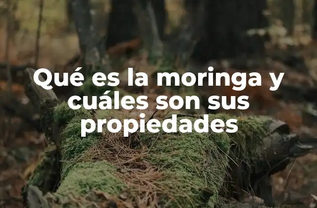 Qué es la Moringa y Cuáles Son Sus Propiedades 2 La moringa como alimento funcional y su impacto en la salud