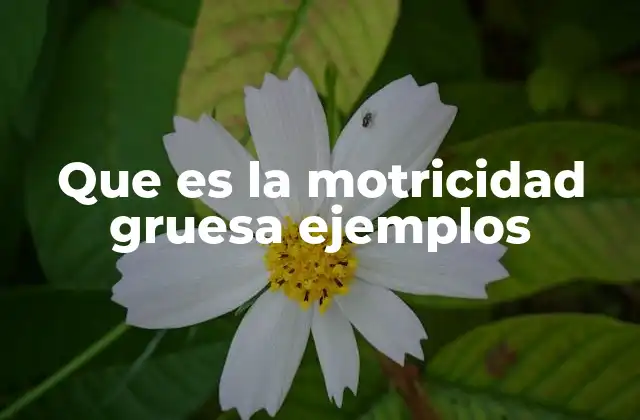 Que es la Motricidad Gruesa Ejemplos