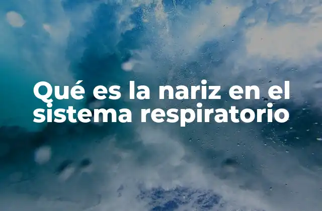 Qué es la Nariz en el Sistema Respiratorio