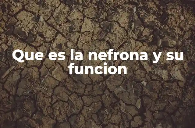 La estructura y organización interna de la nefrona