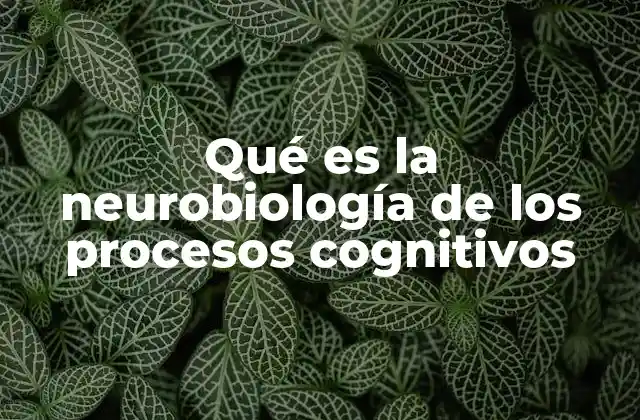 Qué es la Neurobiología de los Procesos Cognitivos