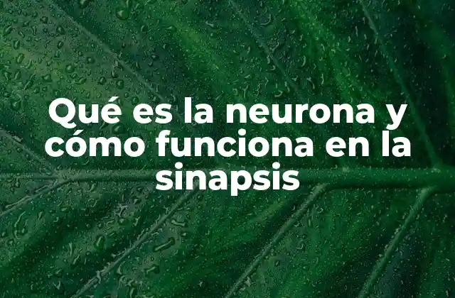 Qué es la Neurona y Cómo Funciona en la Sinapsis