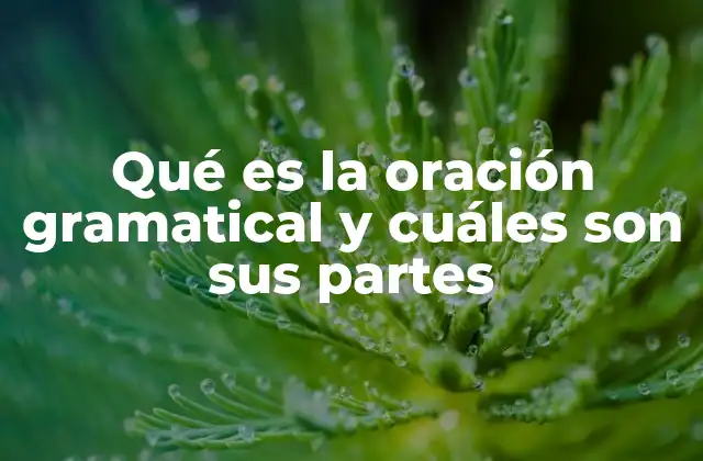 Qué es la Oración Gramatical y Cuáles Son Sus Partes 2 La estructura básica de la oración