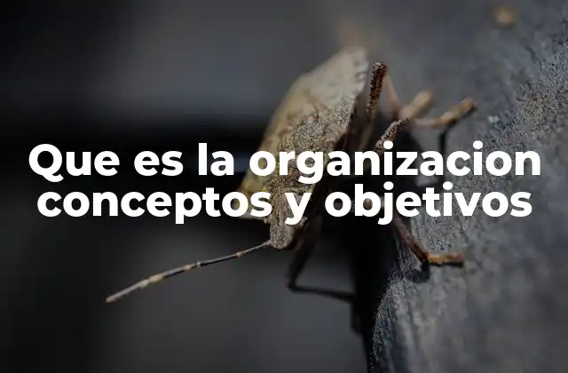 Que es la Organizacion Conceptos y Objetivos