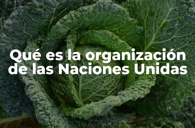 Qué es la Organización de las Naciones Unidas