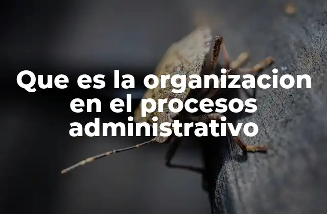 Que es la Organizacion en el Procesos Administrativo 2 La base estructural de las actividades empresariales