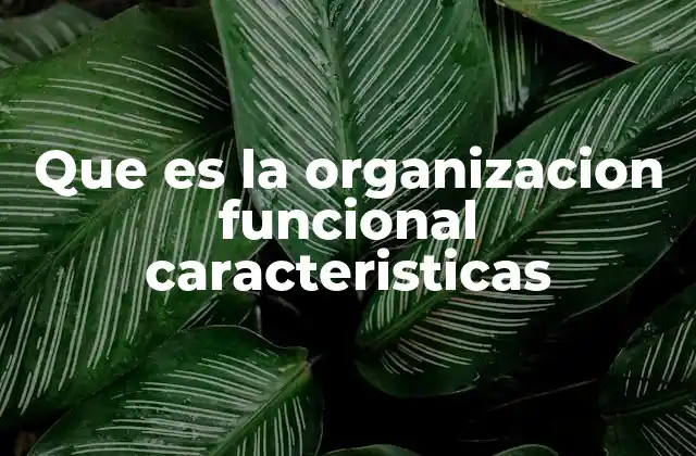 Que es la Organizacion Funcional Caracteristicas