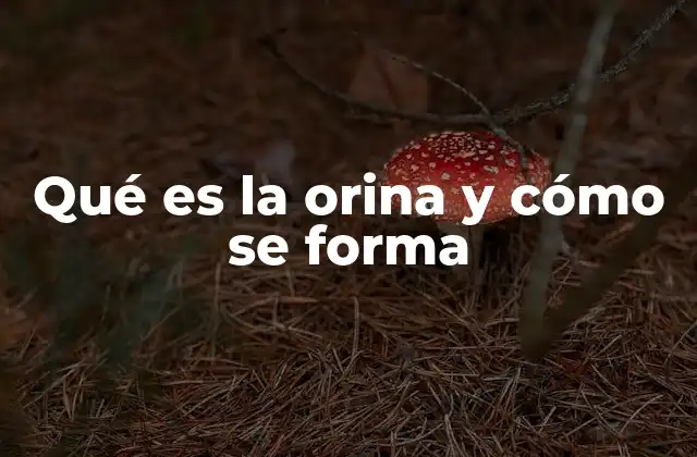 Qué es la Orina y Cómo Se Forma