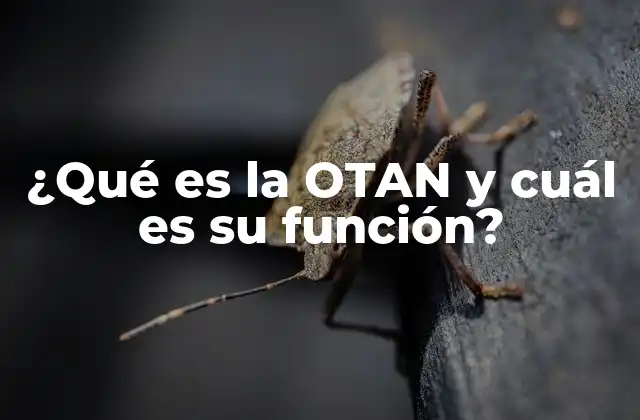 ¿qué es la Otan y Cuál es Su Función?