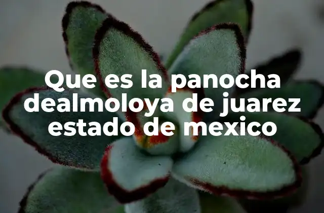 El legado de la panocha en el campo mexicano